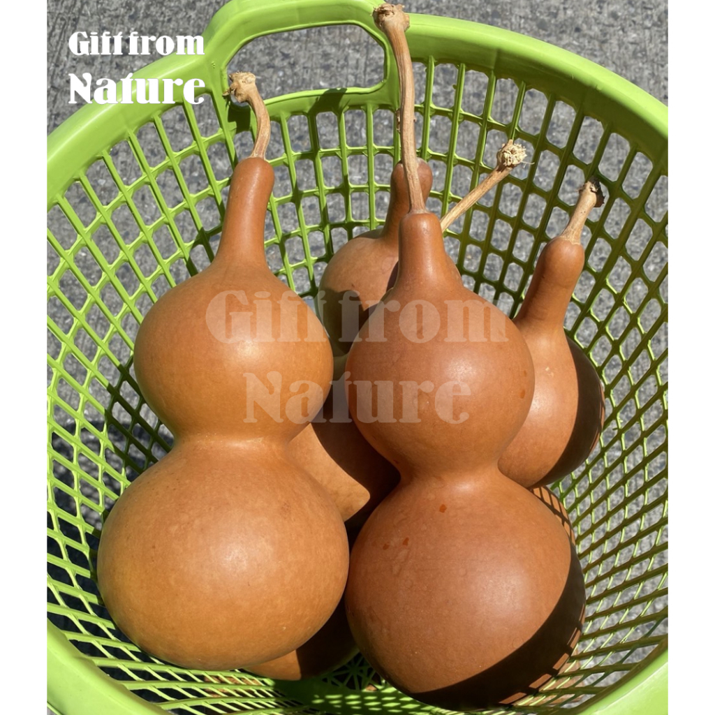 1 ผล น้ำเต้า น้ำเต้าเซียน ผลใหญ่ สูง 20-28 cm ดูดทรัพย์ สีธรรมชาติ ของมงคล ตั้งโต๊ะทำงาน ตกแต่งบ้าน งาน DIY ราคา ถูกที่สุด ดีลบีเคเค แกลเลอรีภาพที่ 3