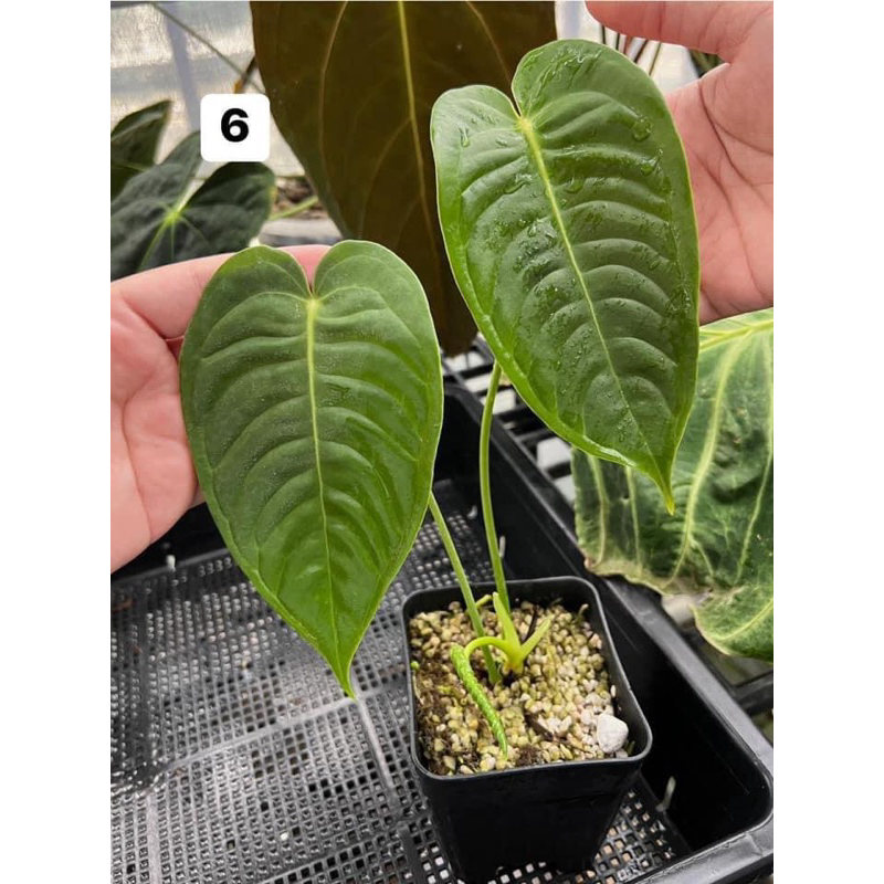 Anthurium veitchii narrow (king narrow) คิง   🌿รากดี แข็งแรง พร้อมจัดส่ง