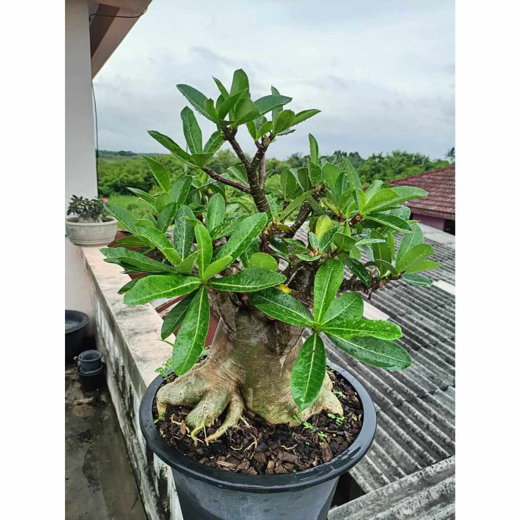 ชวนชม โซโคทรานั้ม ทำรากตะขาบแล้ว กิ่งครบ4ด้าน Adenium ต้นไม้สวยงาม