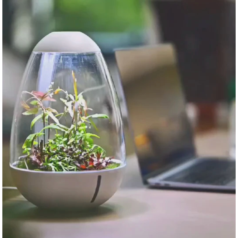 Chihiros tiny terrarium egg โหลเทอราเรี่ยม โหลไม้ชื้น โหลจัดสวนขวด