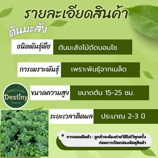 ต้นมะสังไม้ดันทำบอนไซ ใบใช้ตกแต่งขนมได้