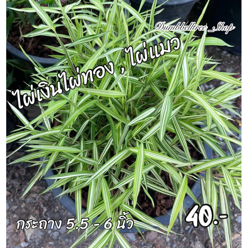 ไผ่เงินไผ่ทอง กระถาง 6 นิ้ว ไม้พุ่มเตี้ย | แดดตลอดวัน ชอบน้ำมาก