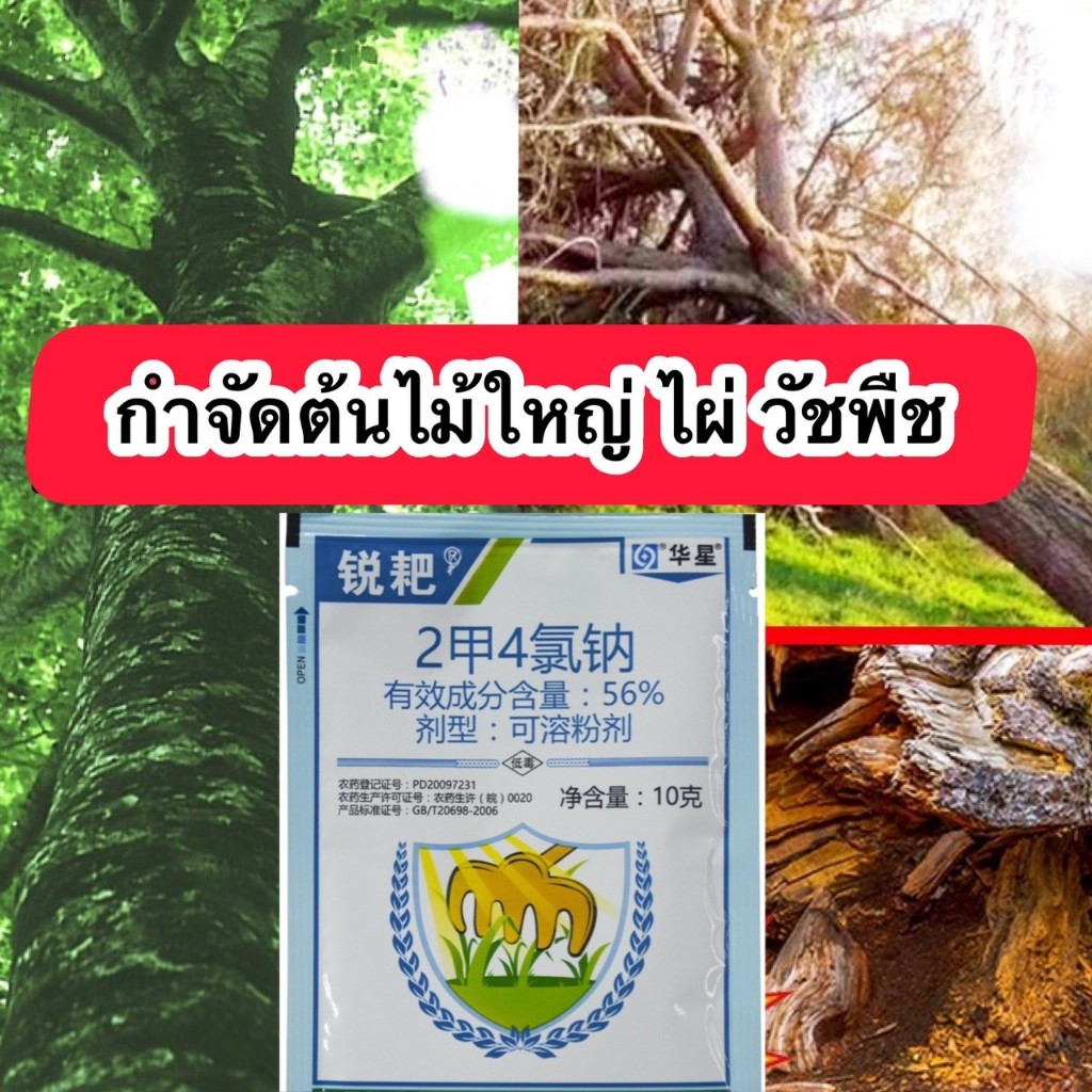กำจัดวัชพืช ต้นไม้ใหญ่ กอไผ่ ผงกำจัดกอไผ่ สารกำจัดกอไผ่ ตายยันราก คืนเดียงรากเน่า รากไม่งอกขึ้นใหม่อีก ใช้ง่ายแค่โรยให้ท