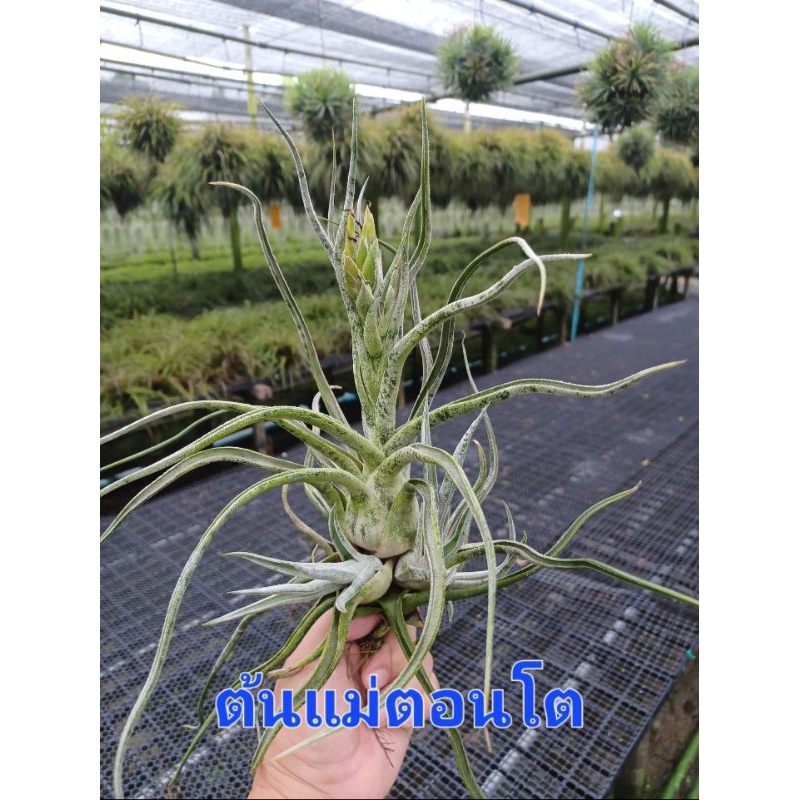 Tillandsia ty (ehlersiana ×bulbosa)