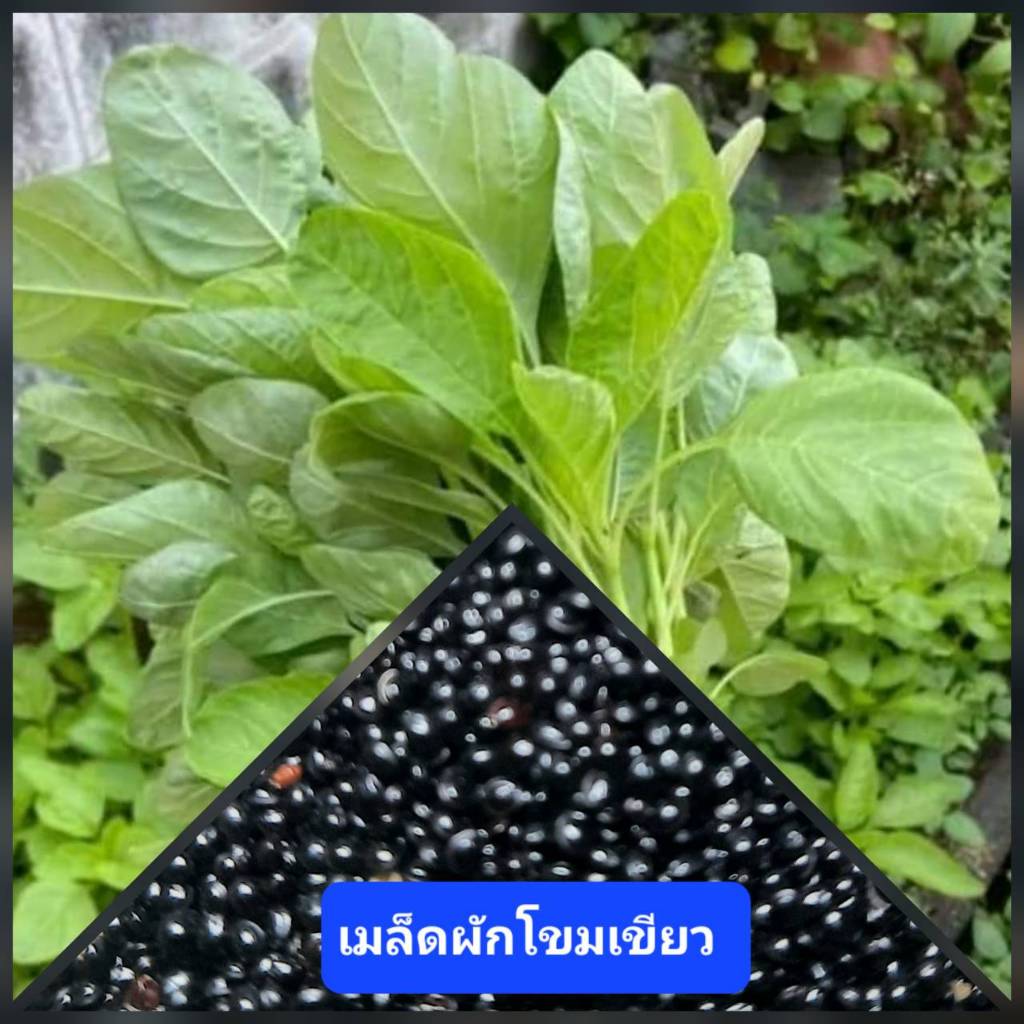 เมล็ดพันธุ์ผักโขมเขียว 500 เมล็ด ผักโขม ผักโขมป๊อบอาย เมล็ดผักสวนครัว