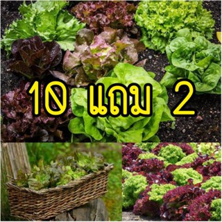 🌱เมล็ดผักสลัด ผักต่างประเทศ (ซื้อ 10แถม2 คละได้)🌱 เลือกของแถ…