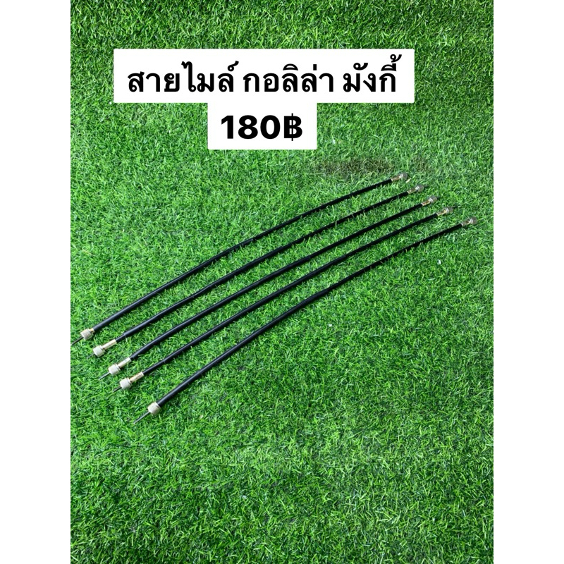 สายไมล์ มังกี้ กอลิล่า บาจา