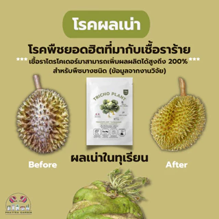ไตรโคเดอร์มา 500กรัม ราคาส่ง กำจัดเชื้อราโรคพืชได้มากถึง 31ชนิด