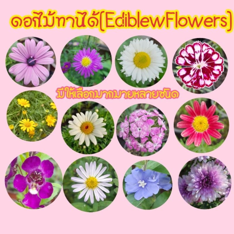 ดอกไม้ทานได้( edible flowers) มีหลากหลายชนิดให้เลือกค่ะ