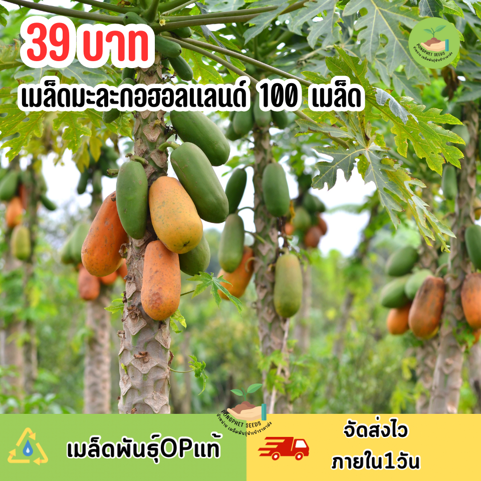 เมล็ดมะละกอฮอลแลนด์ บรรจุ 100 เมล็ด