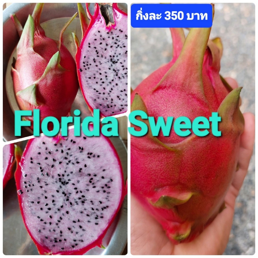 Florida Sweet กิ่งพันธุ์แก้วมังกร