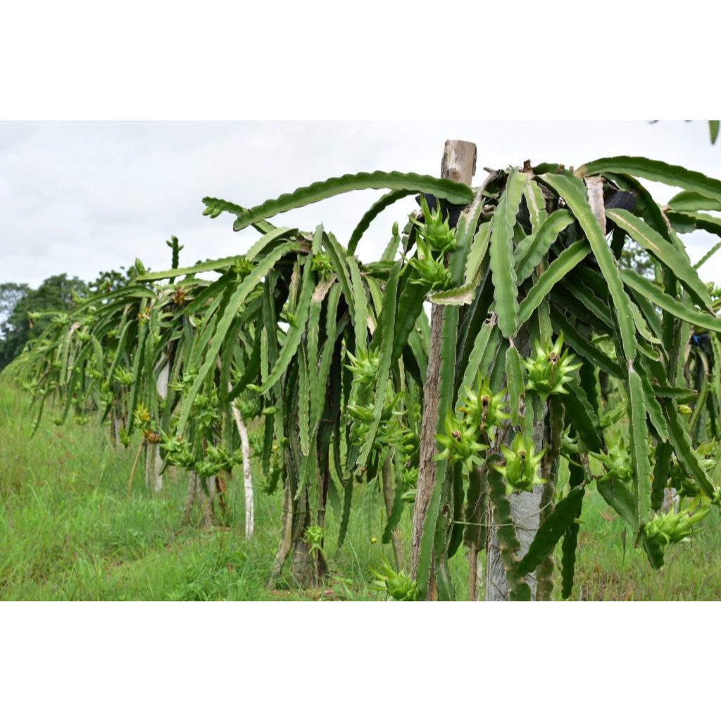 ต้นพันธุ์ แก้วมังกร  สีแดง ถุงดำพร้อมปลูก 29บาท red dragon fruit ผลไม้ที่ให้พลังงานต่ำ