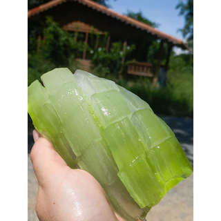 ใบว่านหางจระเข้สดออร์แกนิค