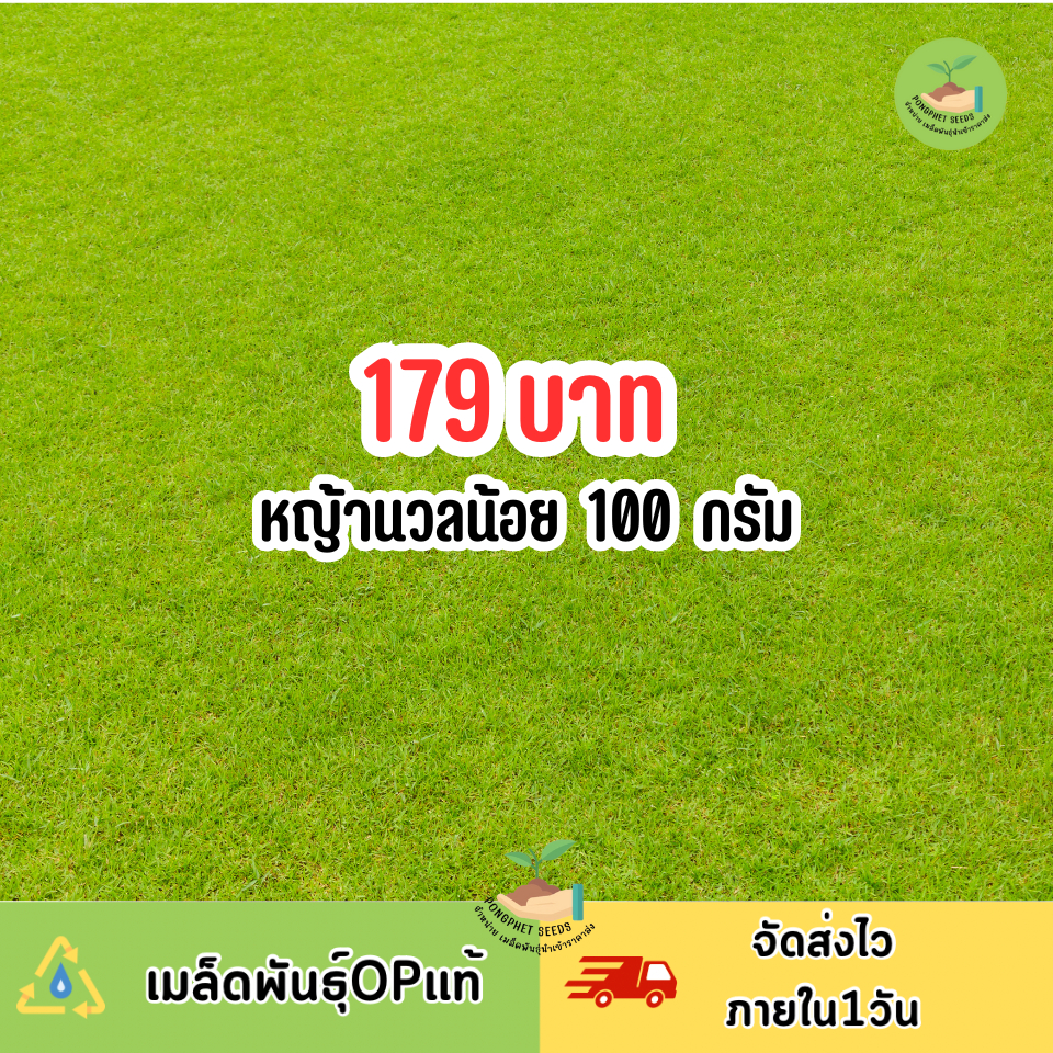 หญ้านวลน้อยแท้ บรรจุ 100 กรัม