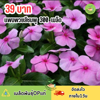 แพงพวยสีชมพูล้วน บรรจุ 300 เมล็ด