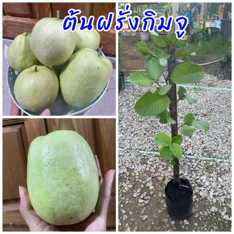 ต้นฝรั่งกิมจู กิ่งตอน พันธุ์เตี้ย ปลูกง่าย ติดผลดก หวาน กรอบอร่อย ขนาดต้น 50ซม.