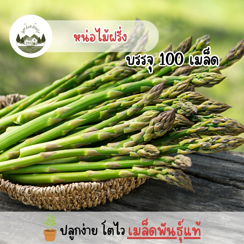 ราคาถูก หน่อไม้ฝรั่ง 100 เมล็ด