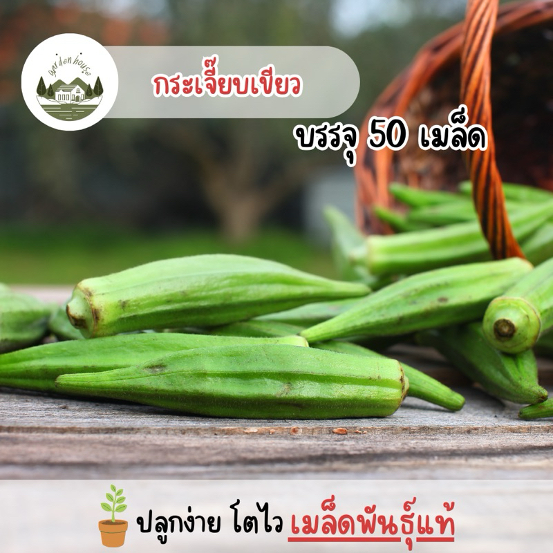 ราคาถูก กระเจี๊ยบเขียว 50 เมล็ด