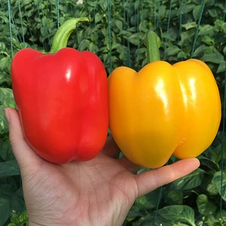 100 เมล็ด เมล็ดพันธุ์ พริกหวาน เมล็ดคละสี สีแดง สีส้ม สีเขียว