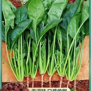 700 เมล็ด เมล็ดพันธุ์ ปวยเล้งเมล็ดปวยเล้งเมล็ดพันธุ์เมล็ดผักต้นไม้มงคลปลูกง่าย
