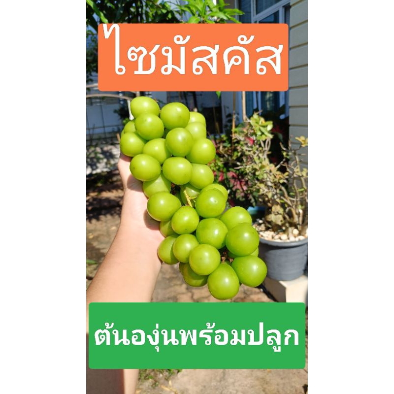 องุ่นไซมัสคัส เสียบยอดบนตอป่า ตาแตกแล้วยอดยาว 5 ++ ซม. ส่งพร้อมกระถาง 8 นิ้ว