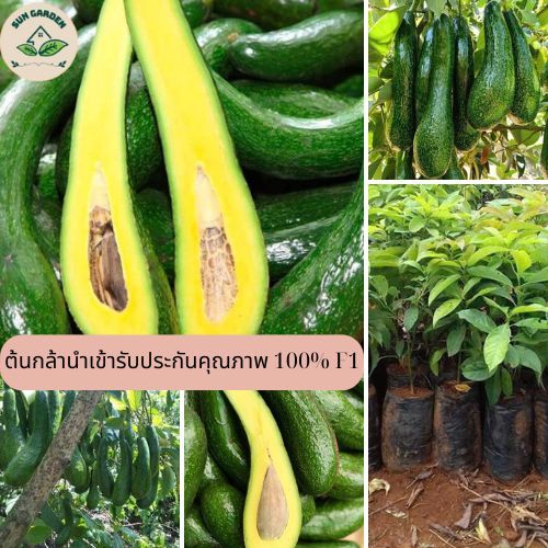 ต้นอะโวคาโด 034 ต้นจากเมล็ดสูง 60-80 ซม. อะโวคาโด 034 ให้ผลผลิตสูง ออกผลง่าย อุดมไปด้วยสารอาหาร