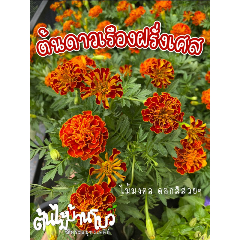 ต้นดาวเรืองฝรั่งเศส ติดดอกทุกต้น จัดส่งแบบถุงชำ