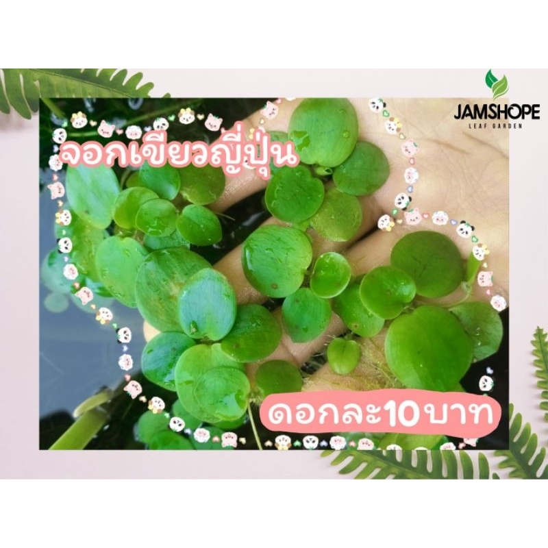 จอกเขียวญี่ปุ่น, จอกแดงญี่ปุ่น, แหนเป็ดใหญ่ (อ่านรายละเอียดก่อนสั่งซื้อสินค้า)