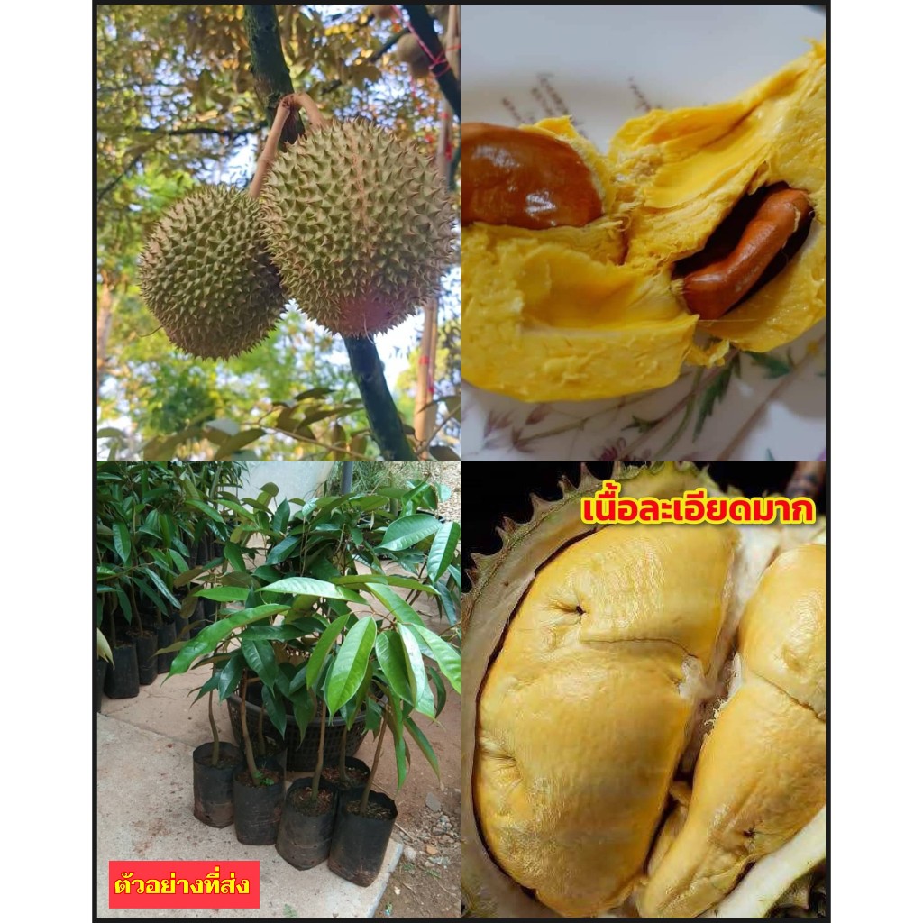 (1ต้น) ต้น ทุเรียนนมสด Durian tree Elib variety อีลีบ ทุเรียนโบราณ ต้นเสียบยอด ต้นทุเรียน /happy