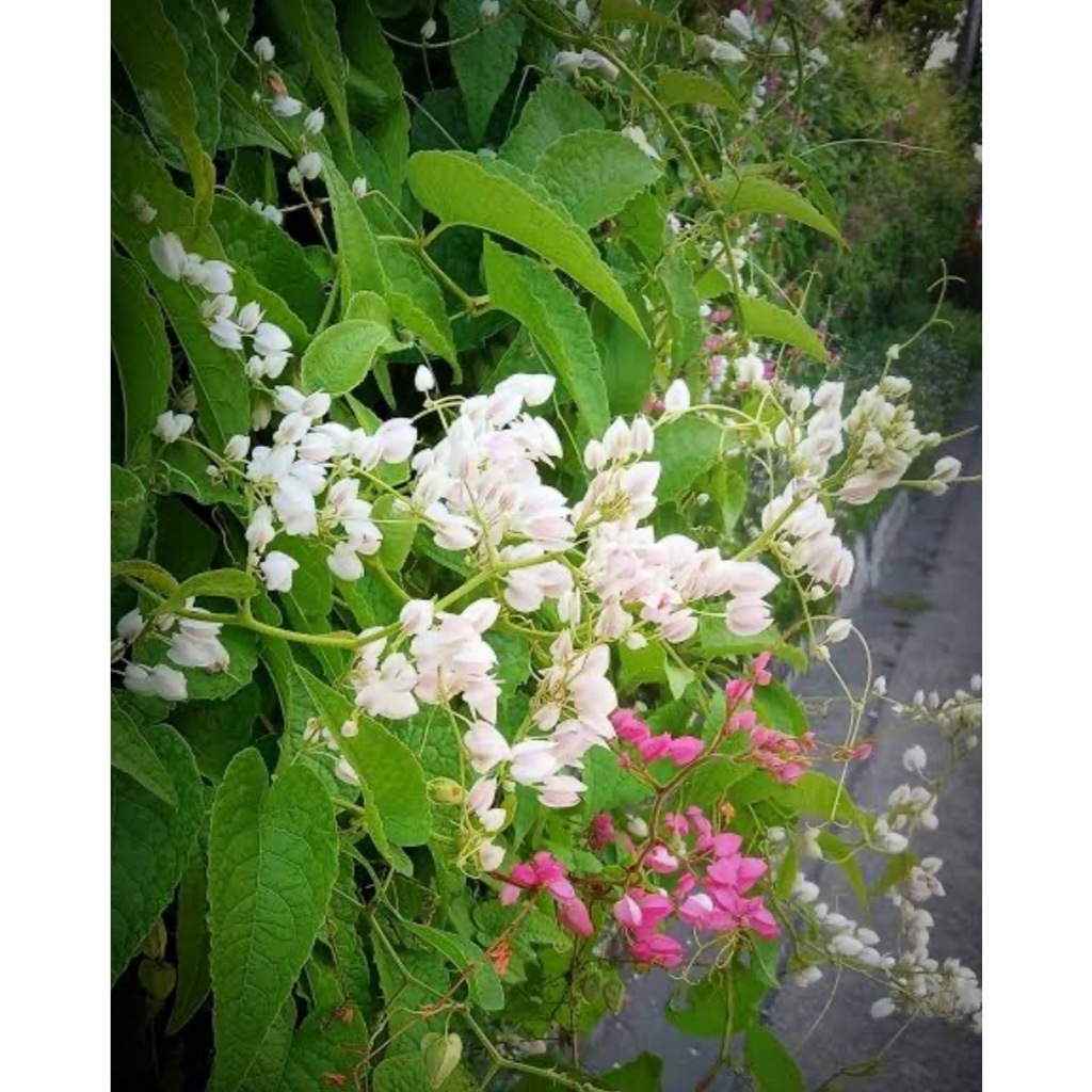 ต้นพวงชมพู (มีดอกสีขาวและดอกสีชมพู) ไม้เลื้อยให้ดอกตลอดปี Patsorntree