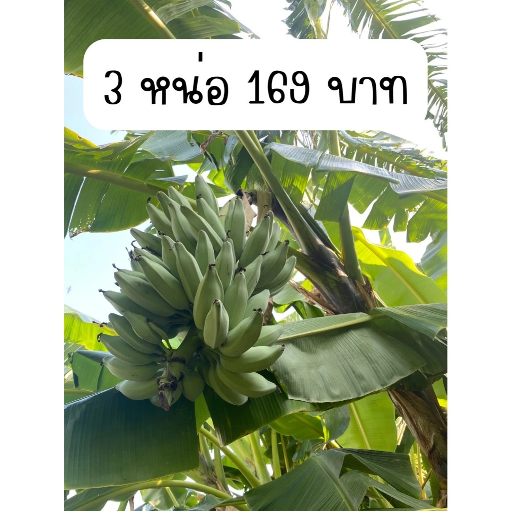กล้วยหักมุกนวล หน่อกล้วยหักมุกนวล ชุด 3 หน่อ 169 บาท ตัดใหม่ทุกออเดอร์