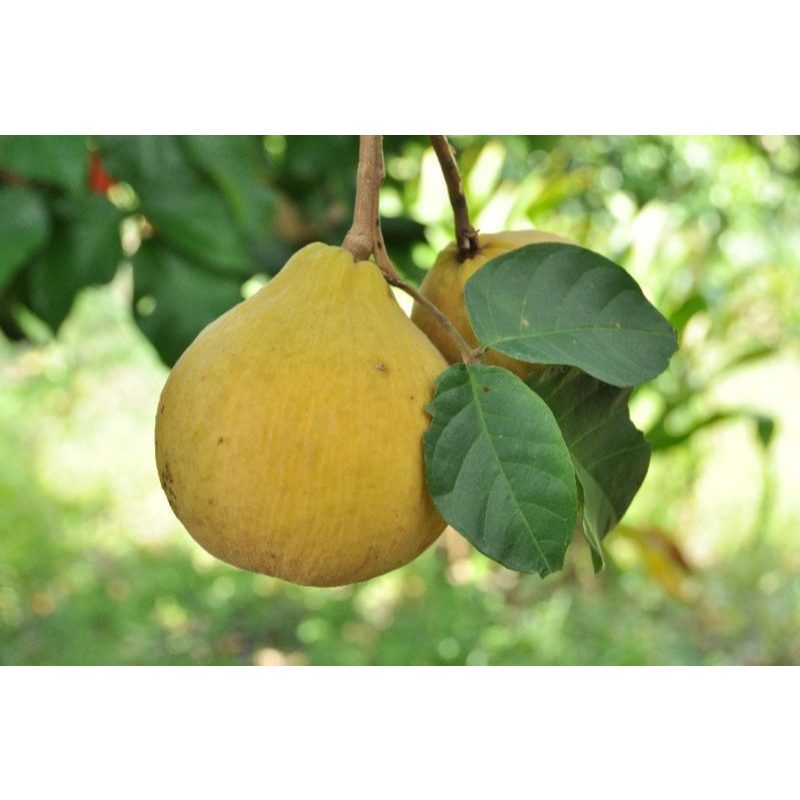 ต้นพันธุ์ กระท้อนปุยฝ้าย Santol  ในถุงดำพร้อมปลูก 39บาท กระท้อน เพาะเมล็ด