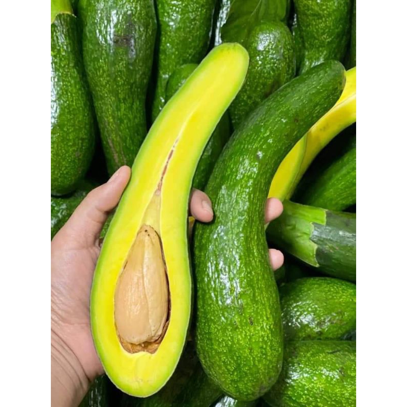 ต้นอโวคาโด034  ต้นเสียบยอด สูง 60 เซน