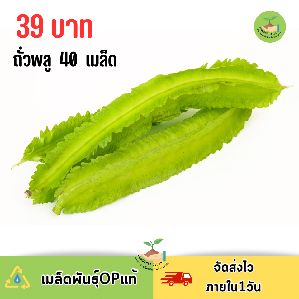 เมล็ดถั่วพลู บรรจุ 40 เมล็ด
