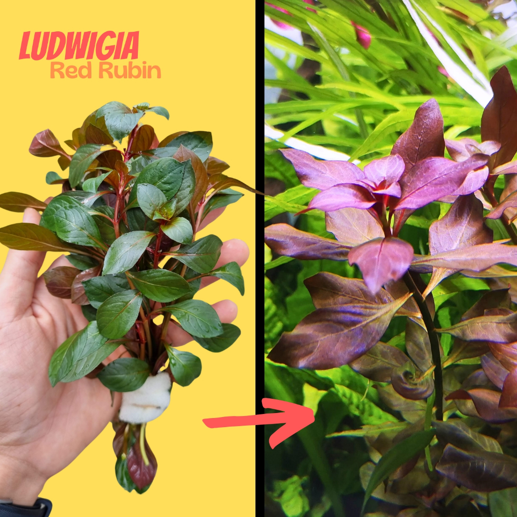 ขายปลีก-ส่ง ซูเปอร์เรด “รูบิน” ไม้ข้อสีแดง ไม้หลังตู้ - LUDWIGIA SP. SUPER RED RUBIN ต้นไม้น้ำ