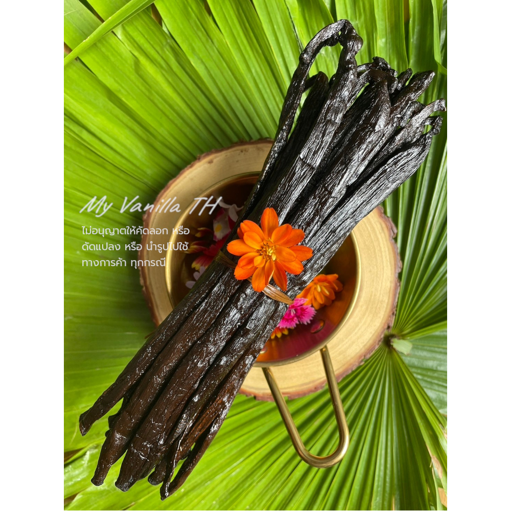 ** JUMBO SIZE ** ฝักวานิลลา TAHITIAN***นำเข้าจากมาดากัสการ์ **เกรดGOURMET 17-22 cm** (MADAGASCAR TAH