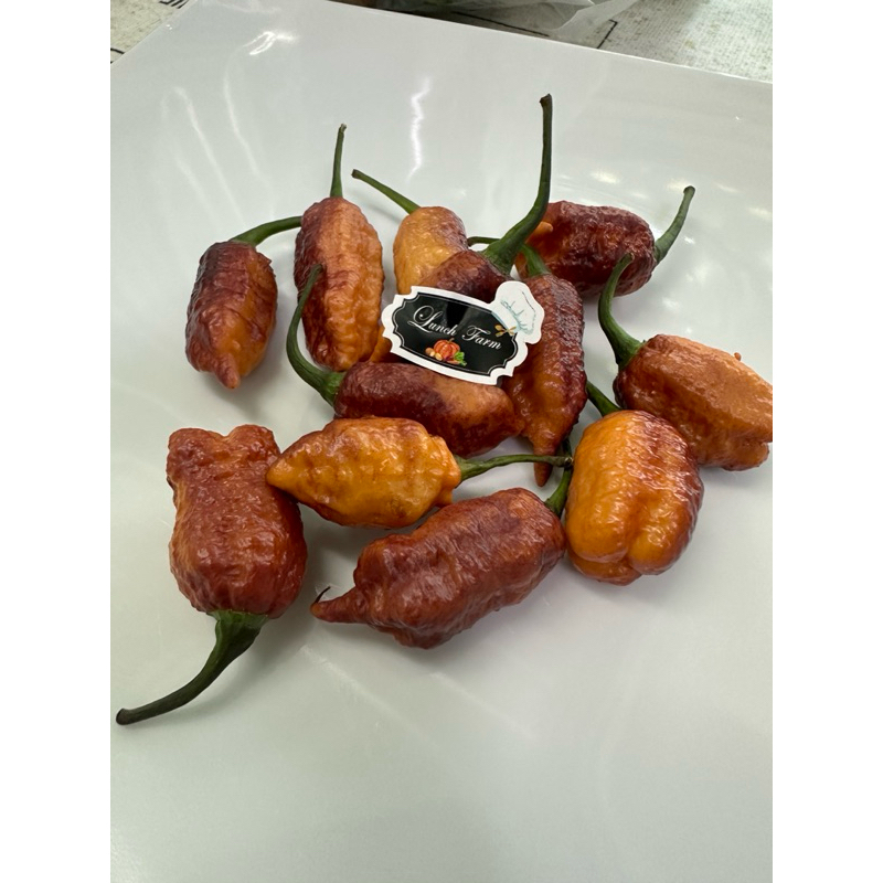เมล็ดพริก เครซี่บอยและพรีโมตารี่ (Crazyboy,Primotalii) 10 เม็ด 50 บาท พริกสายพันธุ์ต่างประเทศปลูกได้ทั่วไทย