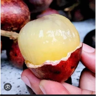 ต้นลำใยคริสตัล ต้นลำใยคริสตัลสีแดง ต้นลำใยคริสตัลสีเขียว ต้นลำใยคริสตัลสีม่วง เสียหายเคลมฟรี