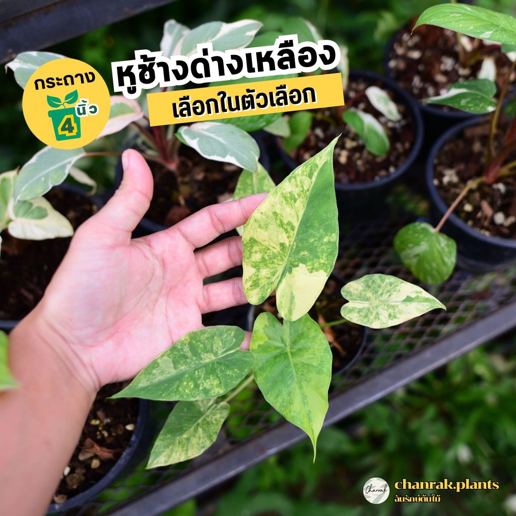 หูช้างด่างเหลือง กระถาง 4 นิ้ว เลือกต้นในตัวเลือก