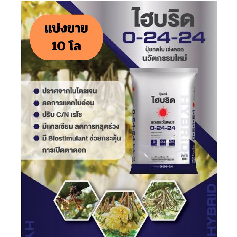 ไฮบริด 0-24-24 แบ่งขาย 10 โล(บรรจุใส่ถุงซิป )ปุ๋ยดวงตะวันเพชร ปุ๋ยนวัตกรรมใหม่ #ปุ๋ยกดใบ #เร่งดอก สู