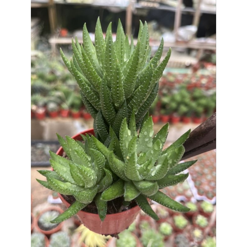 ฮาโวเทีย ม้าหยกต้นใหญ่ 15cm ขนาดกระถาง3นิ้ว
