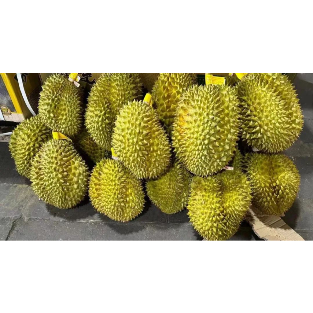 ต้นพันธุ์ ทุเรียน หมอนทอง ต้นละ 49บาท เพาะเมล็ด พร้อมปลูก Durian กลิ่นไม่แรงมาก เนื้อเยอะ