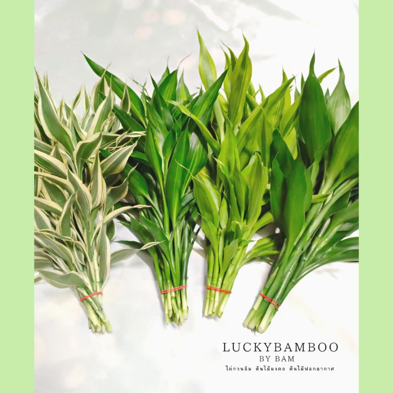 ไผ่กวนอิมต้นเล็ก สูง 50-55  cm สีเขียว สีทอง สีเงิน(ด่าง) ซาเซียน(สามเซียน)