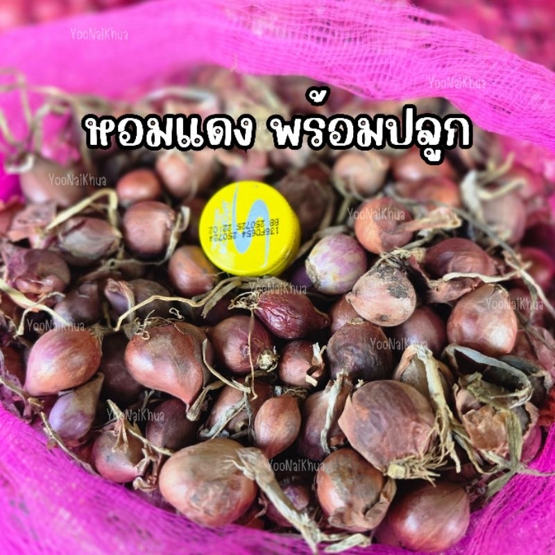 หอมหัวแดง พร้อมปลูก/หอมปลูก [1 กิโลกรัม]