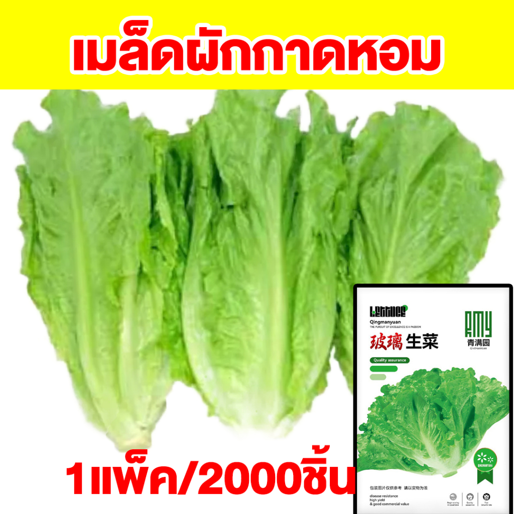 เมล็ดผักกาดหอม นำเข้าคุณภาพสูง อัตราการงอกที่ดี เมล็ดผัก สำหรับกระถางต้นไม้ (1 ห่อ 2,000 แคปซูล)