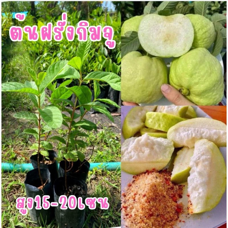 ต้นฝรั่งกิมจู (ชุด4ต้น80บาท)ผลใหญ่ ผลดก หวาน กรอบอร่อย ต้นกล้าแข็งแรง ต้นพร้อมปลูก