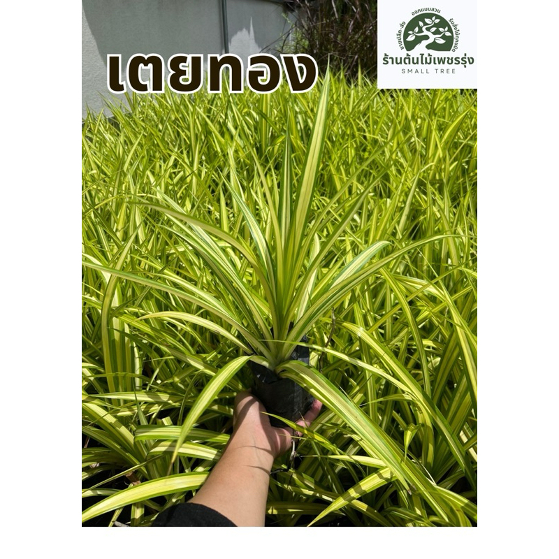 ต้นเตยทองถุง 4 นิ้ว ต้นกล้าแข็งแรง โตเร็ว พร้อมปลูก ต้นไม้ดอกไม้ประดับ 🚚 การขนส่งเสียหายทางร้านเปลี่ยนสิ้นค้าให้ใหม่