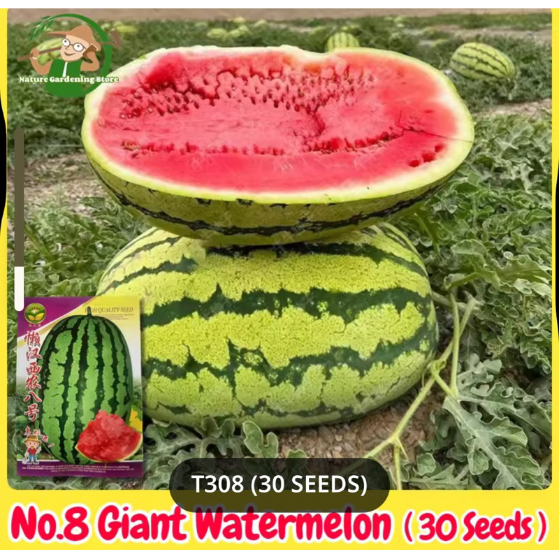 เมล็ดพันธุ์แตงโมยักษ์เนื้อสีแดงหวาน30 เมล็ด หวานมาก