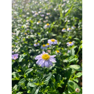 🌱ต้นกล้าเดซี่มากาเร็ต 🪻ม่วงอ่อน👉ปลูกง่าย🌼ดอกไม้ทานได้