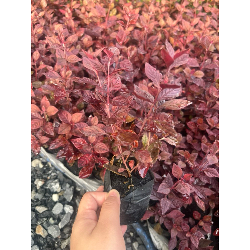 ต้นแดงชาลี แดงชาลี ขนาด 10-15 ซม ถุง 2 นิ้ว รากออกเยอะแล้ว - รูปที่ 4